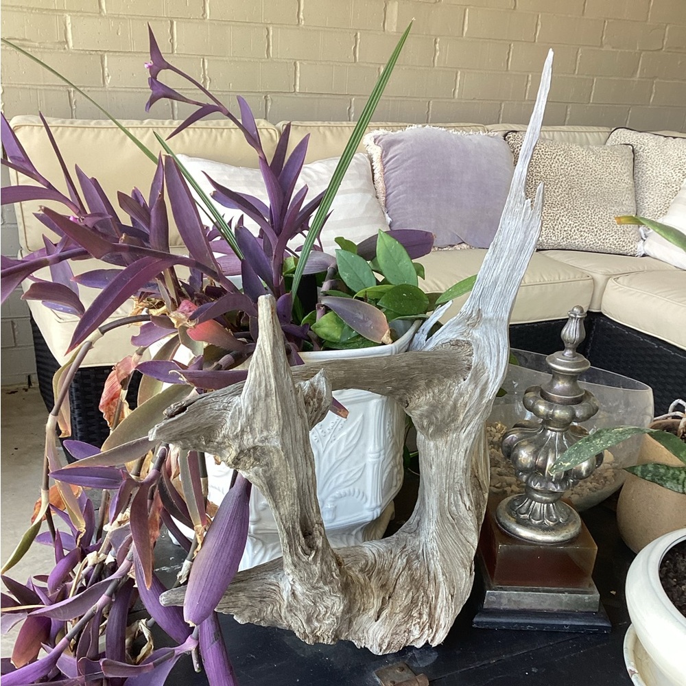 Real Wood, One-Piece Tree Root - Picture 9 of 11
